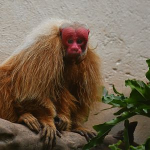 Bald Uakari (Cacajao calvus)