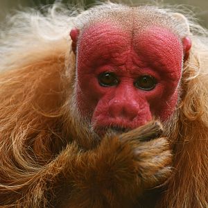 Bald Uakari (Cacajao calvus)