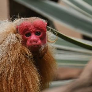 Bald Uakari (Cacajao calvus)