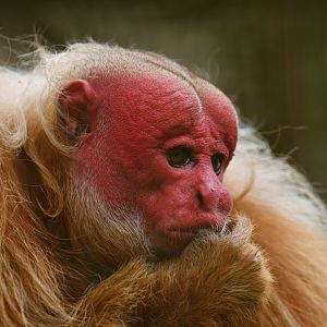 Bald Uakari (Cacajao calvus)