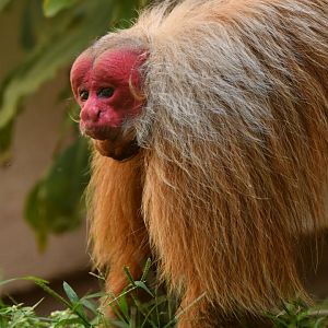 Bald Uakari (Cacajao calvus)