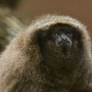 Black-fronted titi (Callicebus nigrifrons)