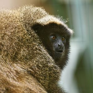 Black-fronted titi (Callicebus nigrifrons)