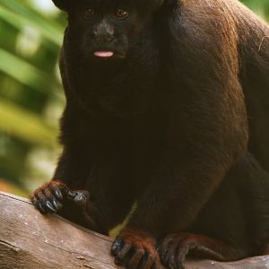 Bearded saki (Chiropotes chiropotes)