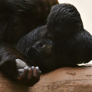 Bearded saki (Chiropotes chiropotes)