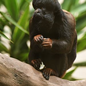 Bearded saki (Chiropotes chiropotes)