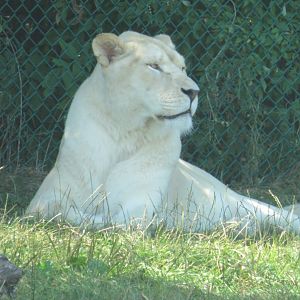 Female white lion