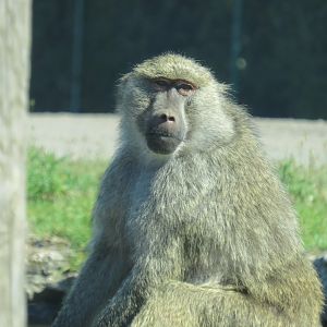 Olive baboon