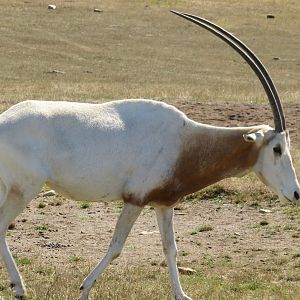 Scimitar-horned oryx