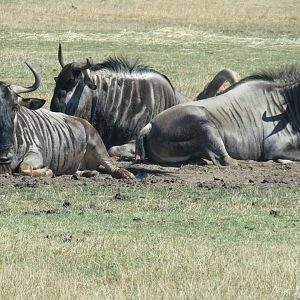 Blue wildebeest