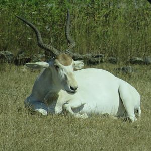 Addax