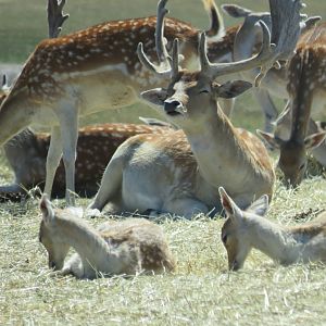 Fallow deer