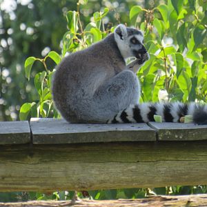 Ring-tailed lemur