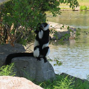 Black-and-white ruffed lemur