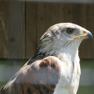 Ferruginous hawk