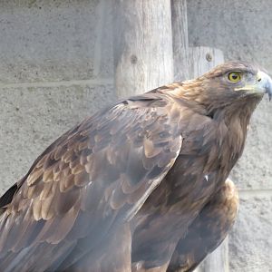 Golden eagle