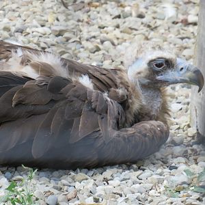 Cinereous vulture