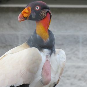 King vulture