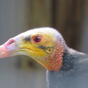 Lesser yellow-headed vulture