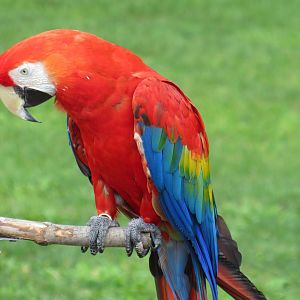 Scarlet macaw