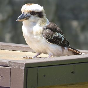 Laughing kookaburra