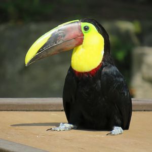 Chestnut-mandibled toucan