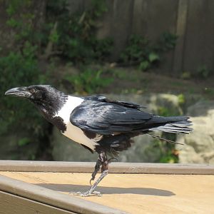 Pied crow