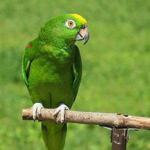 Yellow-crowned amazon
