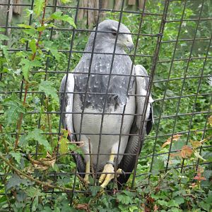 Black-chested buzzard-eagle