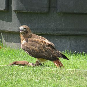 Red-tailed hawk