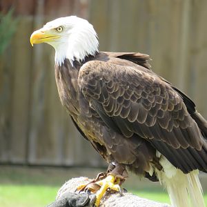 Bald eagle