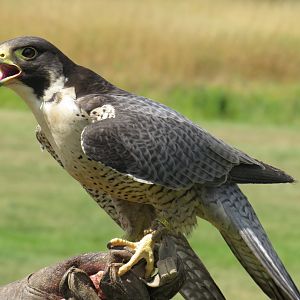 Peregrine falcon