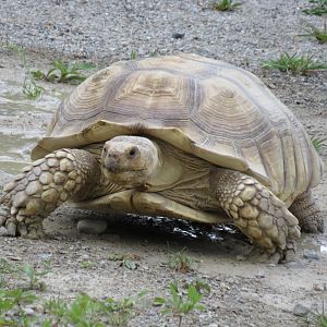 African spurred tortoise