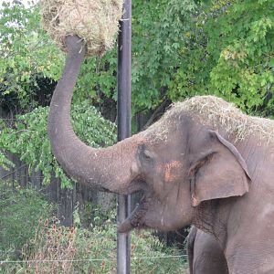 Asian elephant grabbing hay