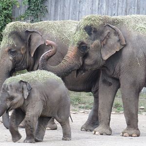 Asian elephants