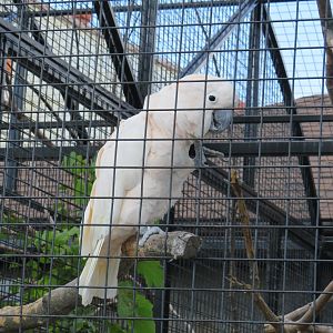Salmon-crested cockatoo