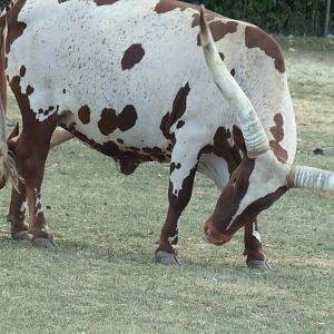 Watusi