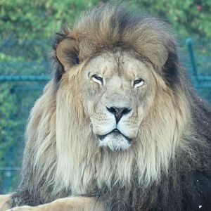 Male tawny lion