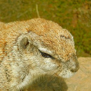 Cape Grpund Squirrel