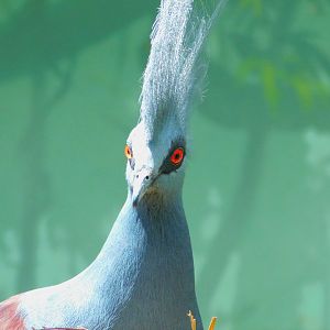 Western Crowned-Pigeon