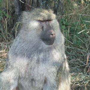 Olive baboon