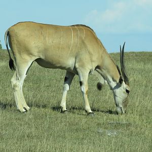 Common eland