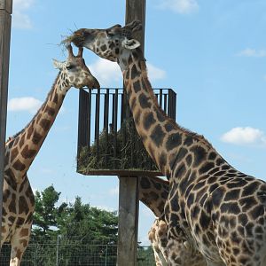 Media 'Rothschild's giraffes' in category 'African Lion Safari'