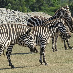Plains zebras