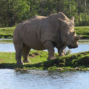 White rhinoceros