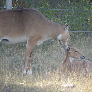 Media 'Nilgai' in category 'African Lion Safari'