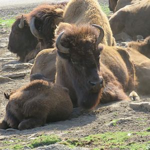 American bison