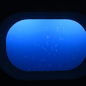 Sea Gooseberry Display