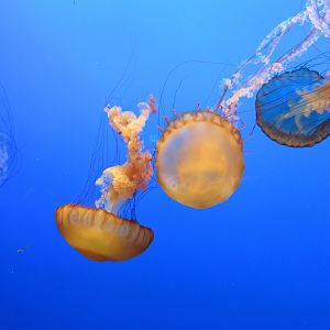 Pacific Sea Nettles