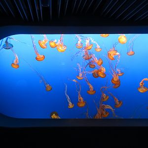 Pacific Sea Nettle Display